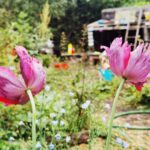 Garden Flowers